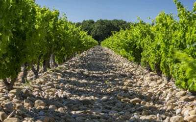 Pourquoi Châteauneuf-du-Pape est-il cher ?