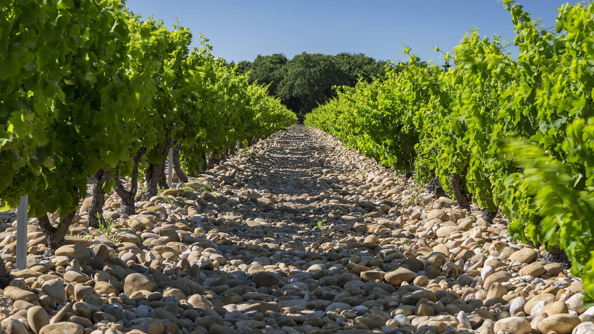 VINES CHATEAUNEUF DU PAPES