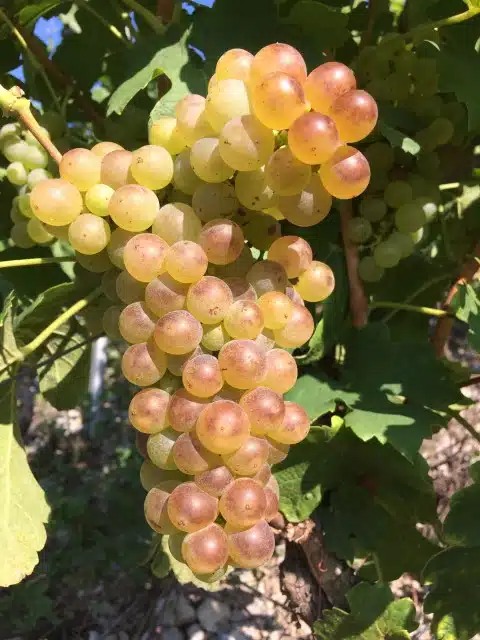 raisin de roussanne