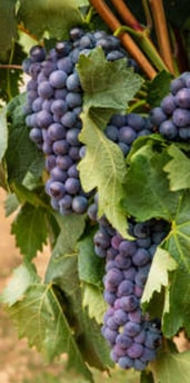 RAISIN DE GRENACHE