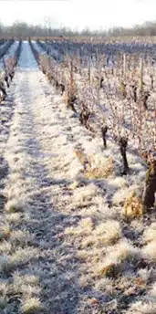 VIGNES EN HIVER