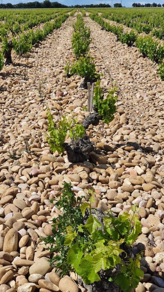 Les Galets Roulés : La Signature de Châteauneuf-du-Pape